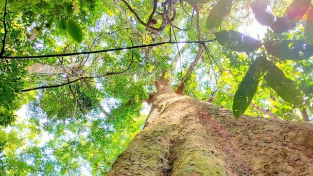 Hon Ba – Home to thousands of rare plants and animals